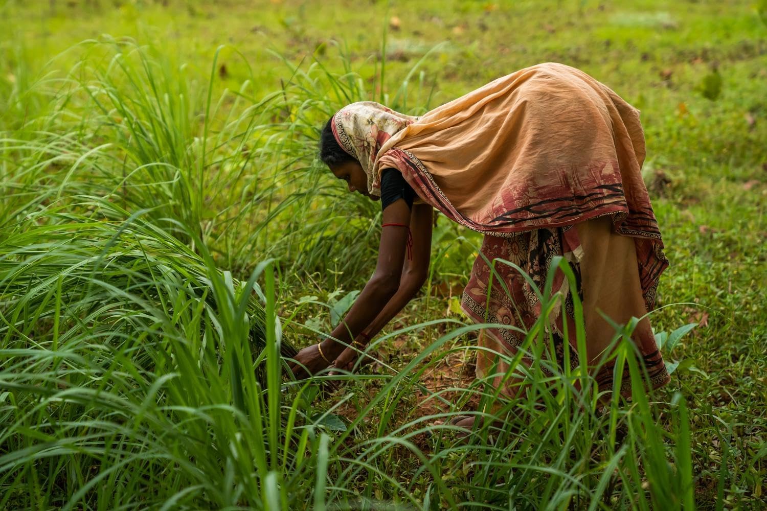 زيت عشب الليمون العطري من دوتيرا 15 مل