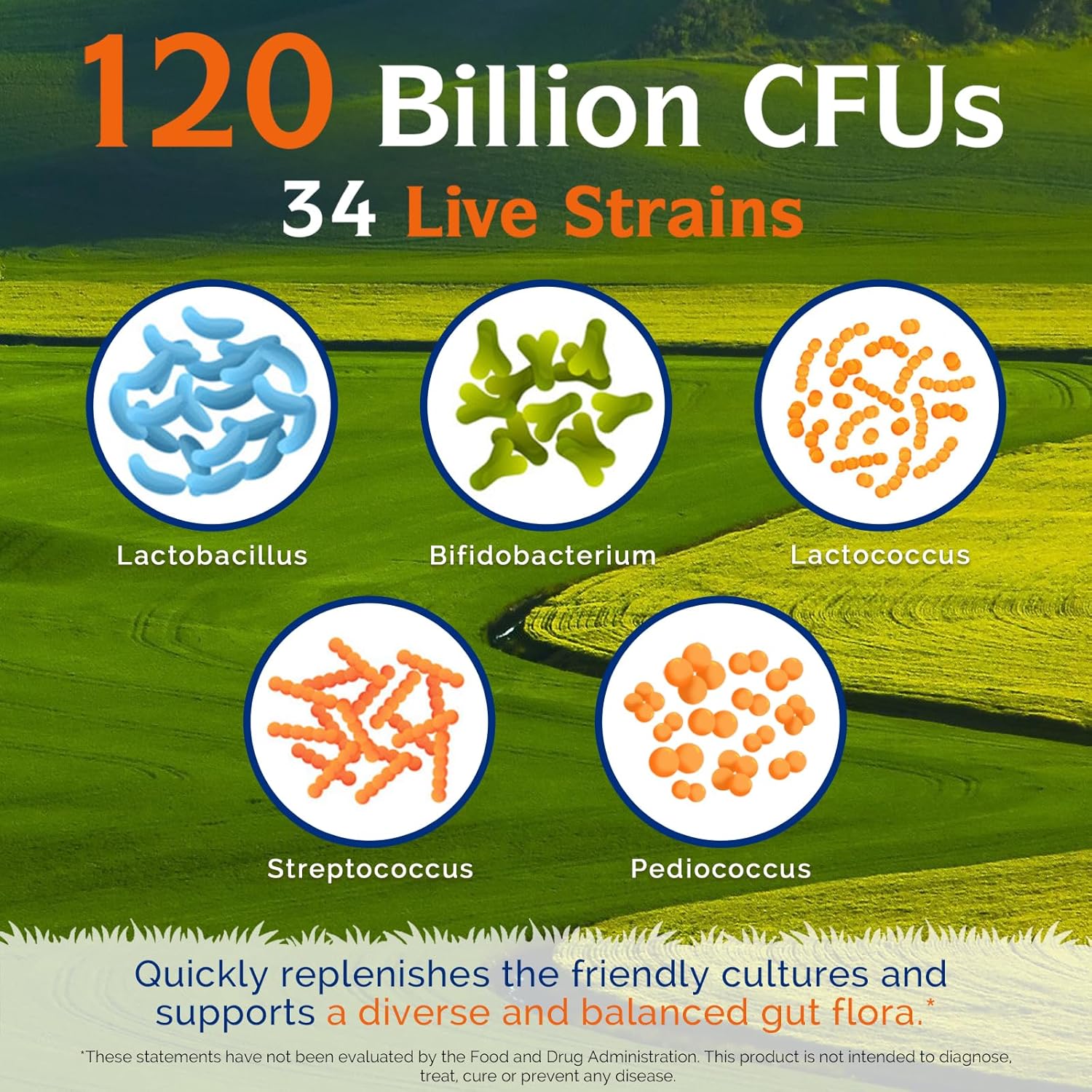 بروبيوتيك 3 في 1 من اينيت فيتاليتي 120 مليار سي اف يو و34 سلالة مع بريبايوتكس عضوية وانزيمات الجهاز الهضمي - 30 كبسولة نباتية