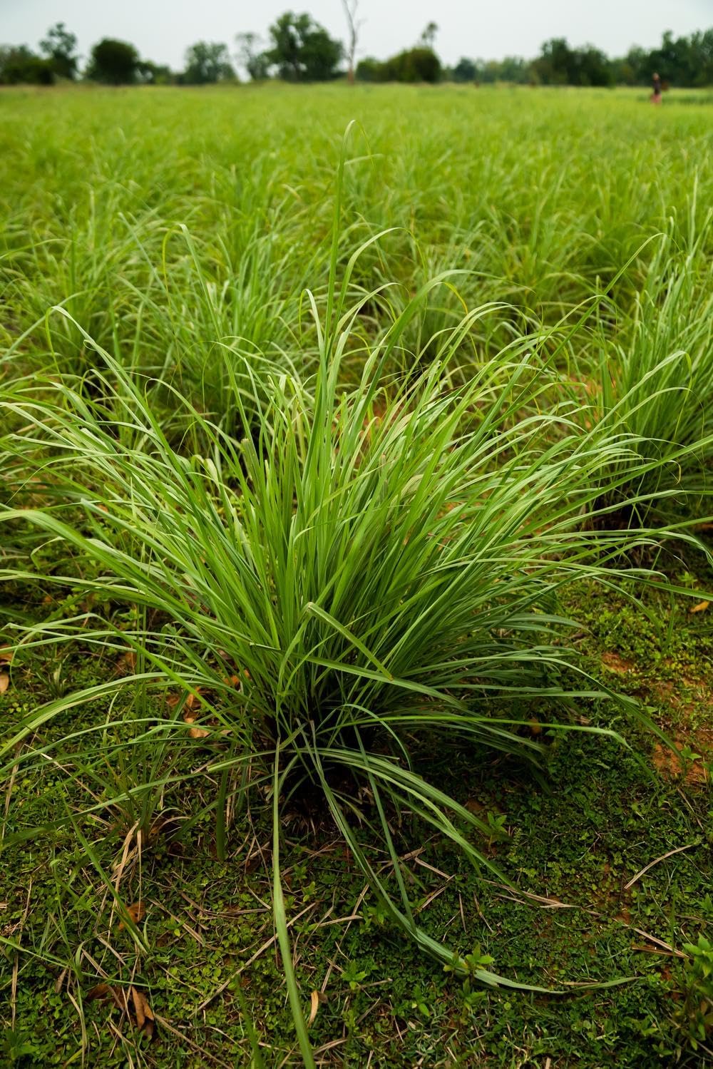 زيت عشب الليمون العطري من دوتيرا 15 مل